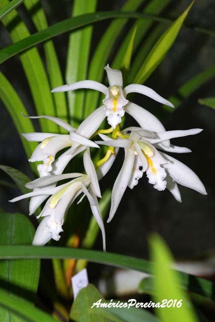 Cymbidium mastersii