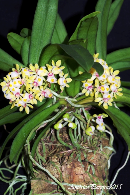 Gastrochilus japonicus