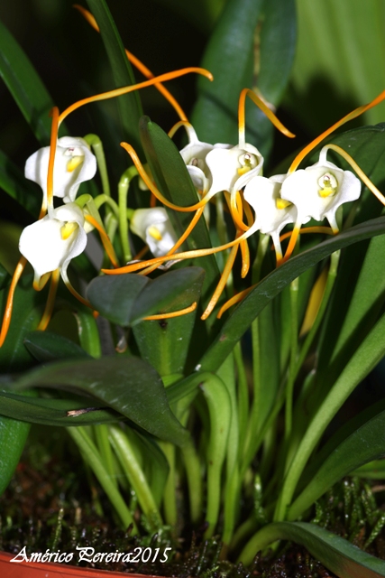 Masdevallia laucheana var. alba