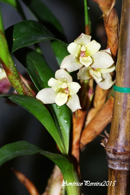 Maxillaria funicaulis