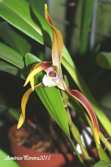 Maxillaria luteoalba