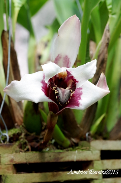 Maxillaria sanderiana 'Black Lip'