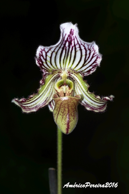 Paphiopedilum fairrieanum