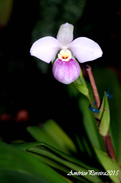 Phragmipedium schlimii