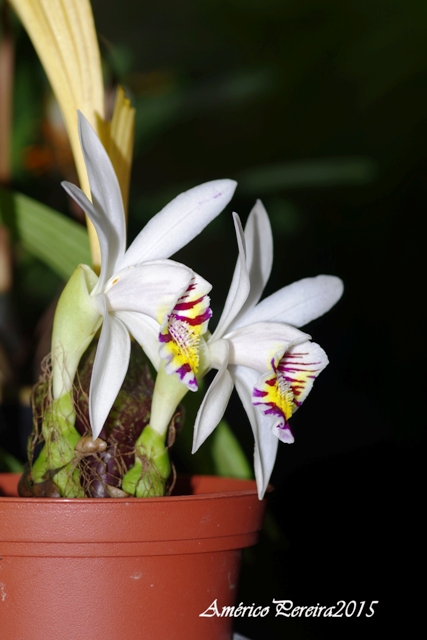 Pleione maculata