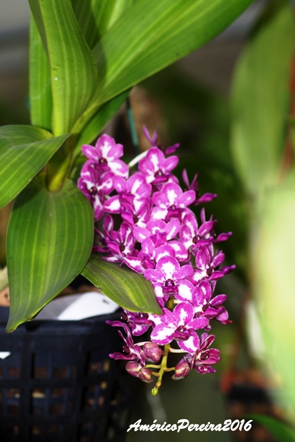 Rhynchostylis gigantea