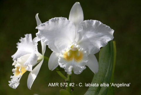 Cattleya labiata alba 'Angelina'