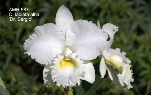 Cattleya labiata alba 'Dr. Sérgio'