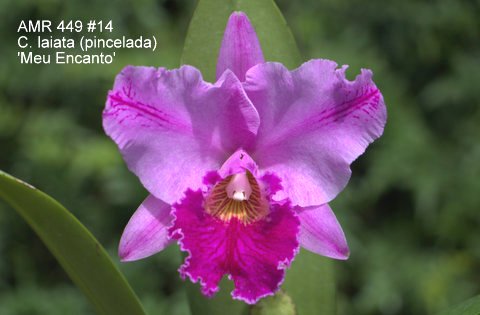 Cattleya labiata pincelada 'Meu Encanto'