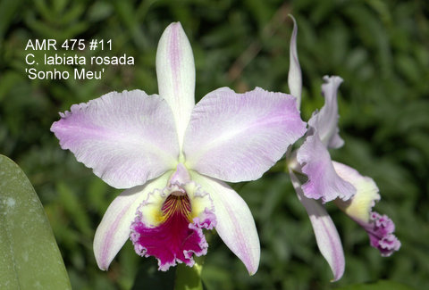 Cattleya labiata rosada 'Sonho Meu'