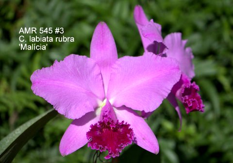 Cattleya labiata rubra 'Malícia'