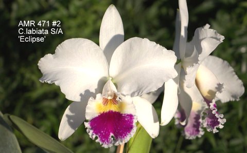 Cattleya labiata semialba 'Eclipse'