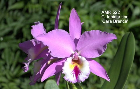 Cattleya labiata tipo 'Cara Branca'