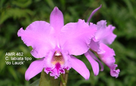 Cattleya labiata tipo 'do Lauck'