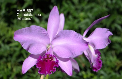 Cattleya labiata tipo 'Mistério'