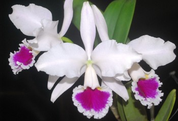 Cattleya labiata var. semialba