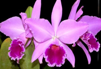 Cattleya labiata tipo