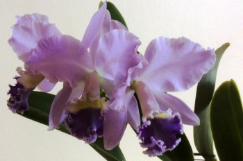 Cattleya labiata var. caerulea