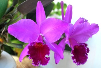 Cattleya labiata var. rubra