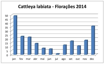 Florações labiatas 2014