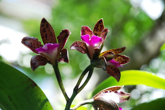 Cattleya leopoldii em tronco de jacarandá.