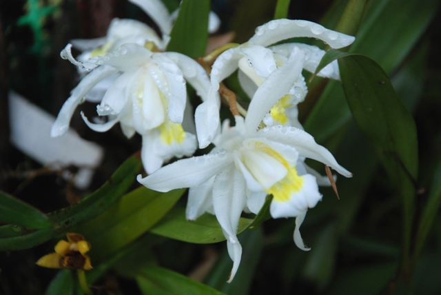 Coelogyne mooreana.