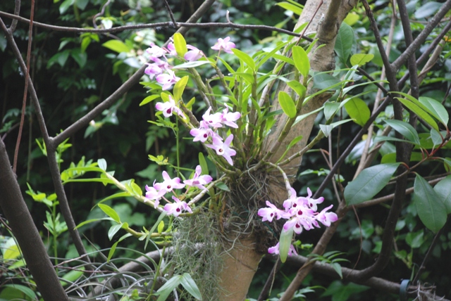 Dendrobium nobile em tronco de jacarandá.
