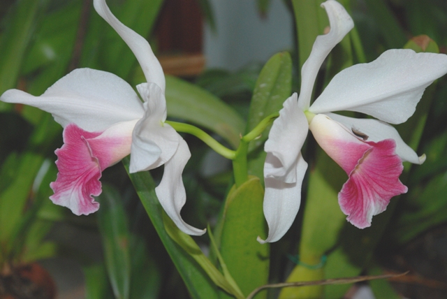 Laelia purpurata carnea.