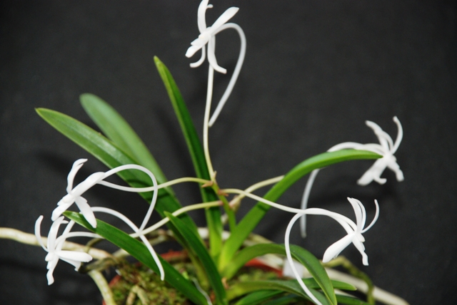 Neofinetia falcata.