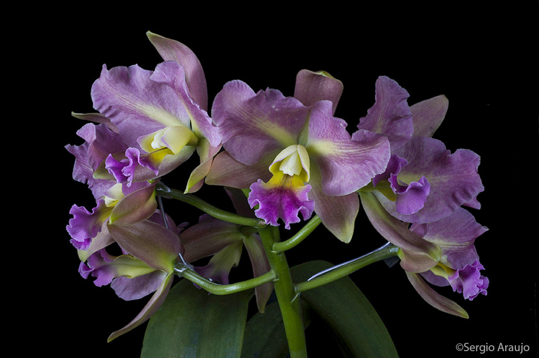 Brassolaeliocattleya Memoria Helen Brown x (C Portia x Blc Waikiki Gold)