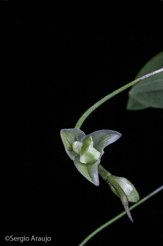 Bulbophyllum cribbianum