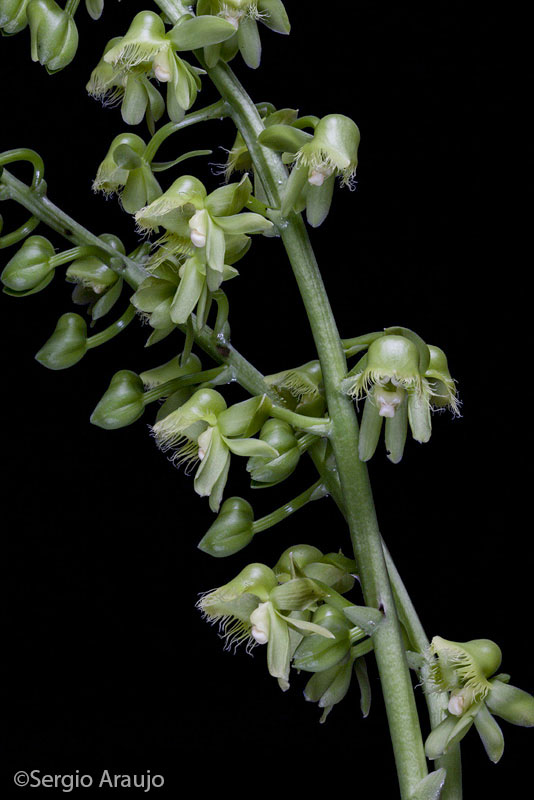 Catasetum discolor var. fimbriatum