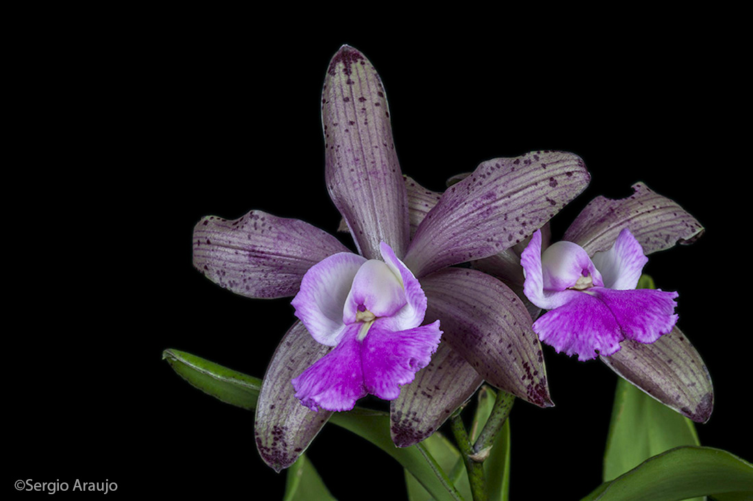 Cattleya Cantagalo