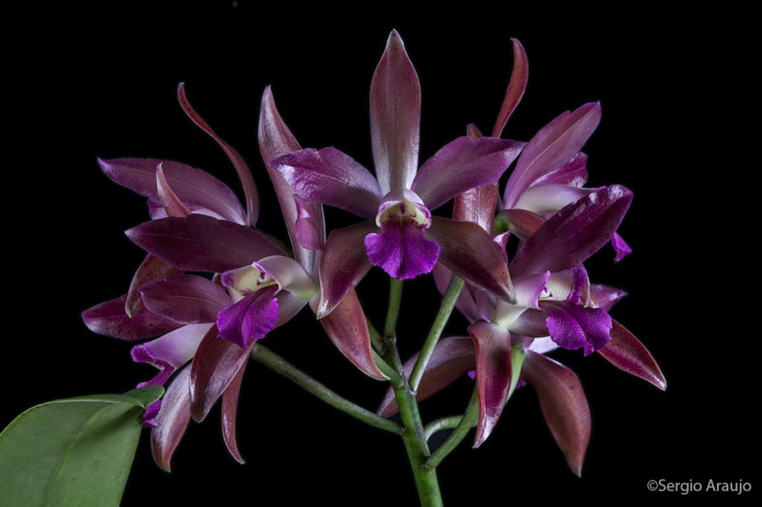 Cattleya Chocolate Drop x Cattleya Interglossa