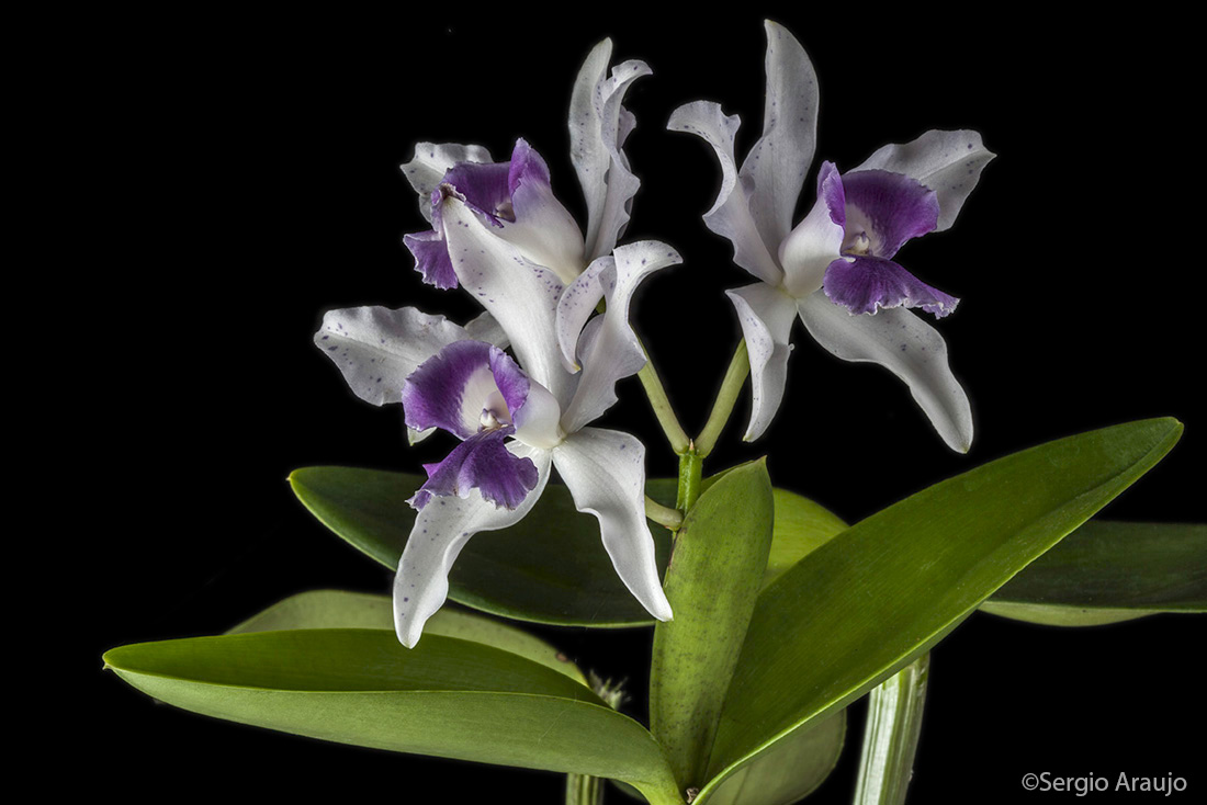 Cattleya Interglossa caerulea