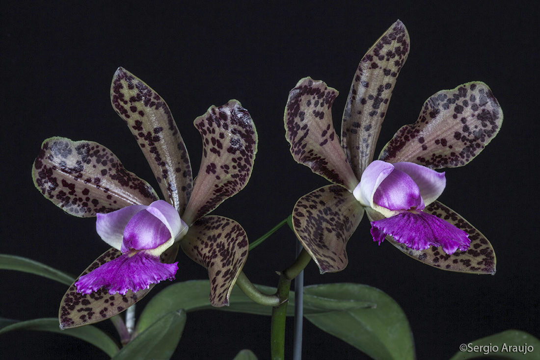 Cattleya Landate x C. Pão de Açucar