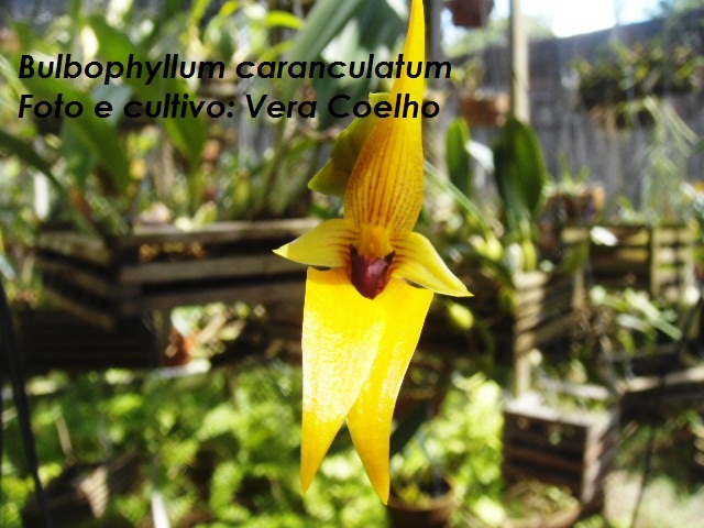Bulbophyllum caranculatum
