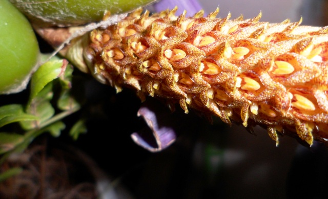 Bulbophyllum careyanum