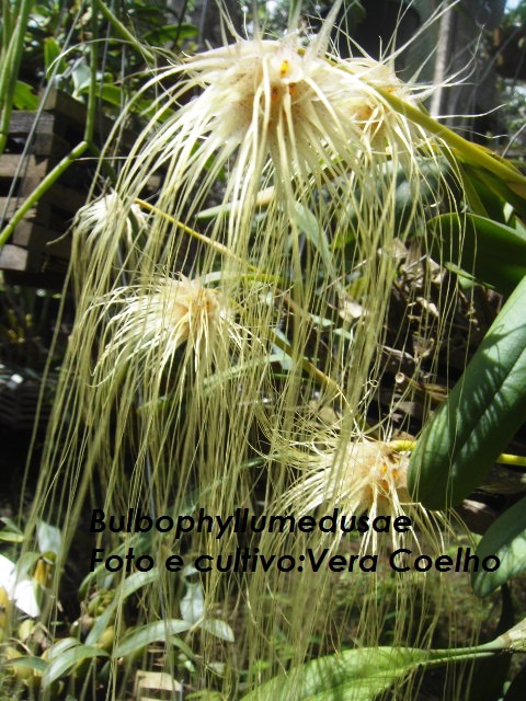 Bulbophyllum medusae