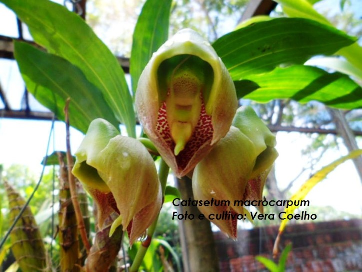 Catasetum macrocarpum