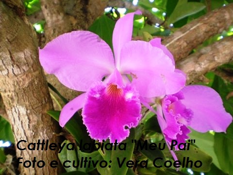 Cattleya labiata 'Meu Pai'