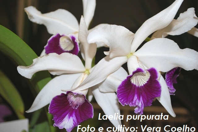 Laelia purpurata