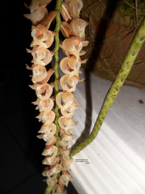 Pholidota imbricata