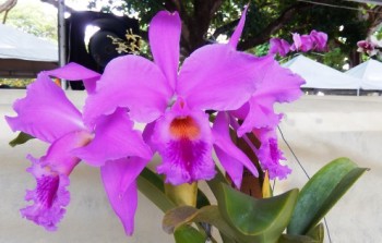 Cattleya labiata, orquídea cearense ameaçada de extinção. 