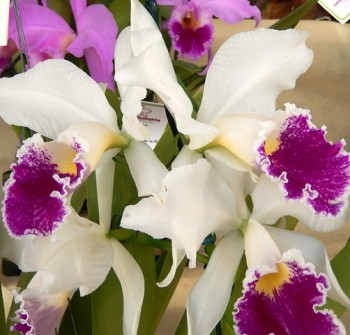 9ª FestOrquideas - Cattleya labiata semialba