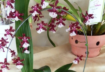 9ª FestOrquideas - Oncidium Sharry Baby