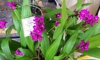 9ª FestOrquideas - Spathoglottis unguiculata