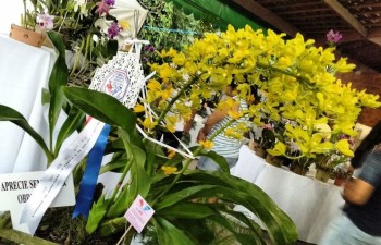 Plantas de alta qualidade agradaram ao júri e ao público.