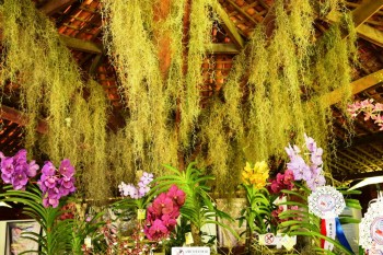 A beleza das orquídeas no pódio de Maceió.