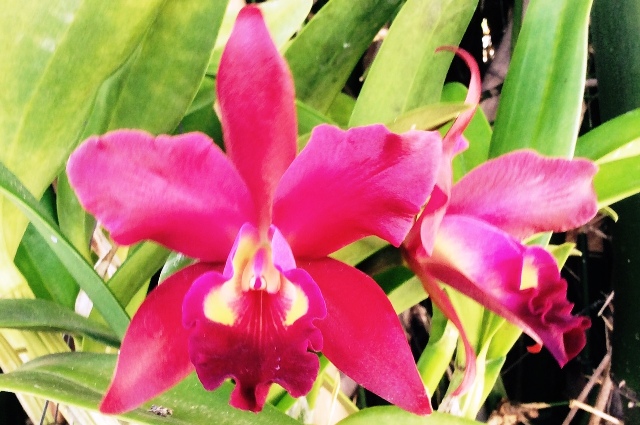 Blc. Nobile's Bruno Bruno (Cultivo e foto: I. Gurgel)